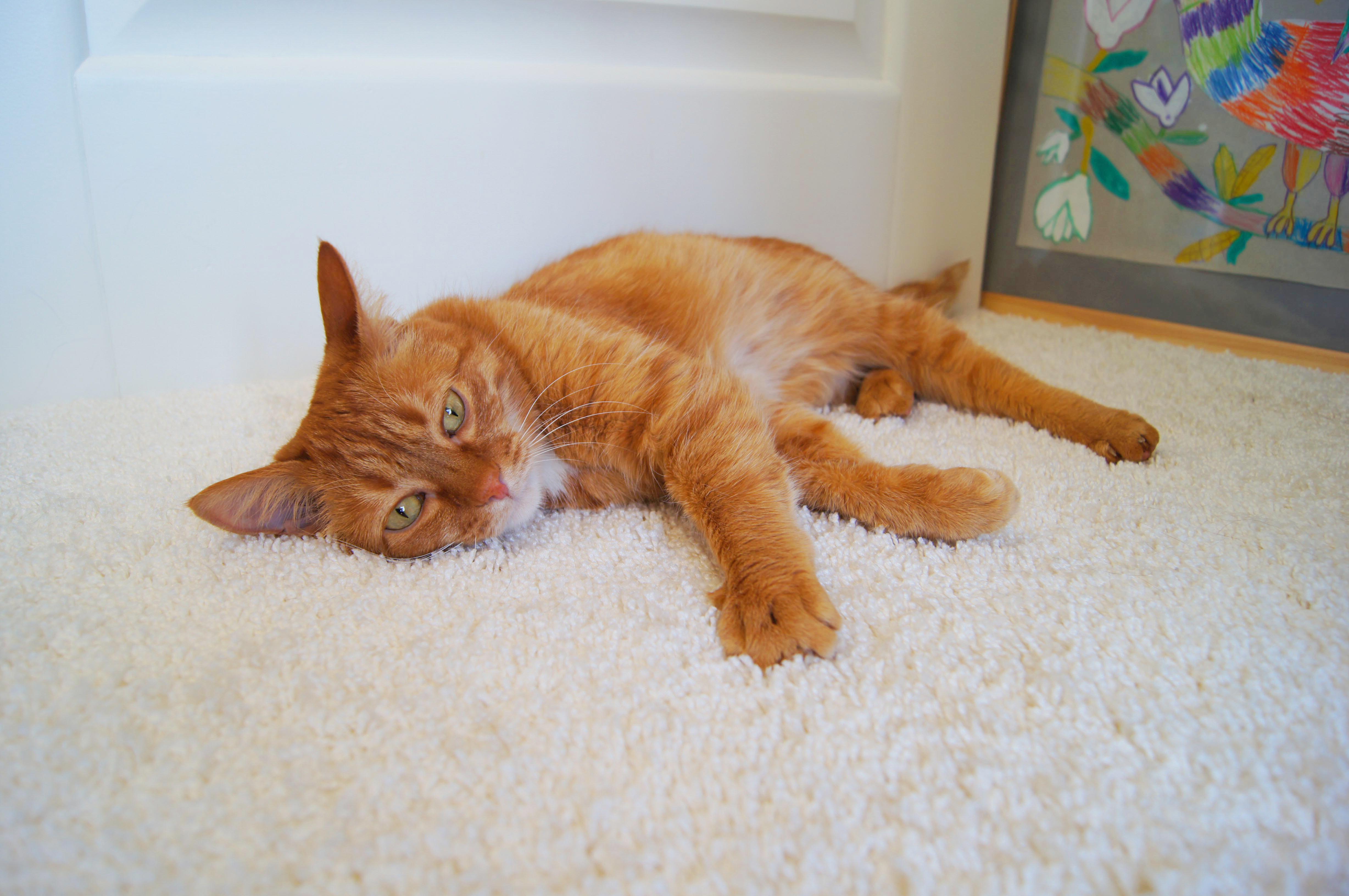 Ковролин "Зартекс" Amarena 140 бежевый (4м) — купить в Ноябрьске